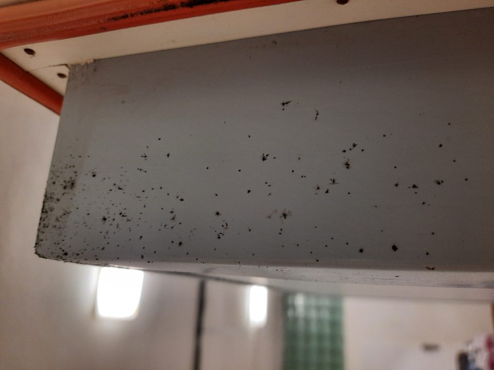 Výskyt kolónie plesní na dverách chladiaceho zariadenia