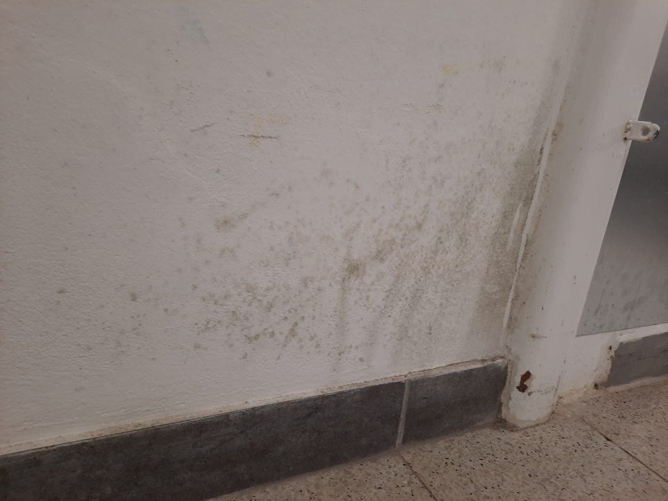 výskyt kolónií plesní na stene v zázemí skladu