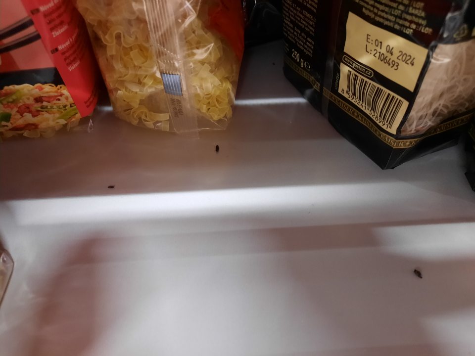 výskyt exkrementov hlodavcov na predajnej ploche medzi tovarom