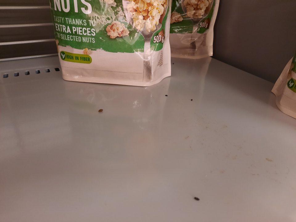 výskyt trusu hlodavcov na predajni na regáloch