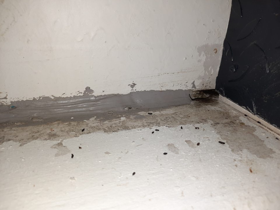 výskyt trusu hlodavcov a poškodená stena s dierou v zázemí v suchom sklade