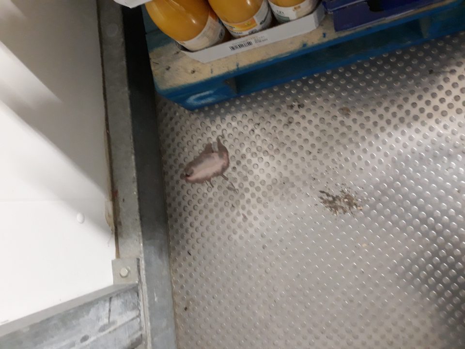 Znečistená podlaha v chladiacom boxe na skladovanie mliečnych výrobkov.