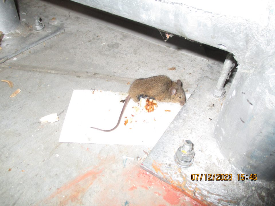  V skladovacích priestoroch prevádzky vedľa palety s uloženým potravinárskym tovarom, výskyt myši na kartóne s lepidom a nalepeným orechom.