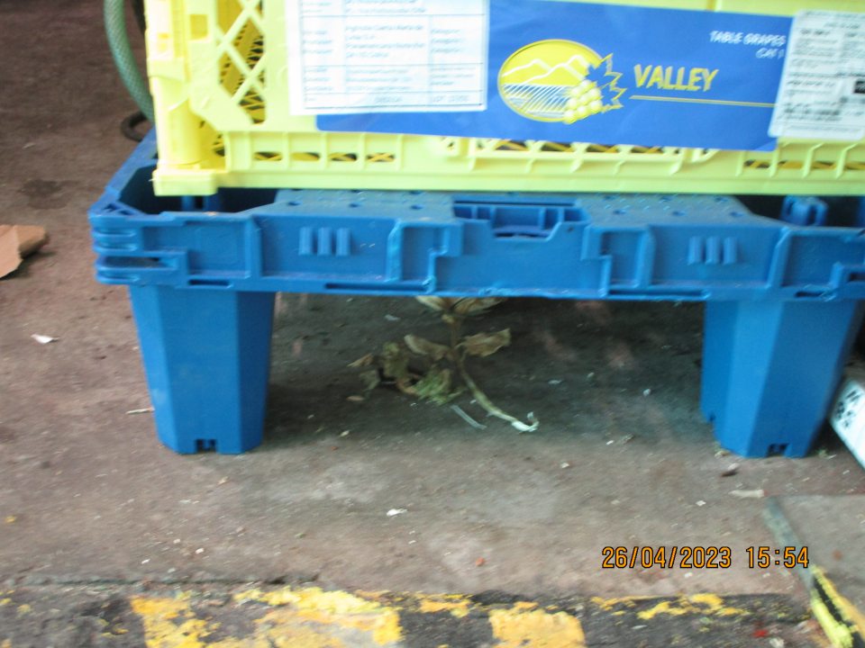 v zázemí odtrhnutá kovvá lišta, znečistená podlaha šupkami z cibule a nánosy špiny - v kafilerickej časti znečistená podlaha špinou a kúskami kartónov