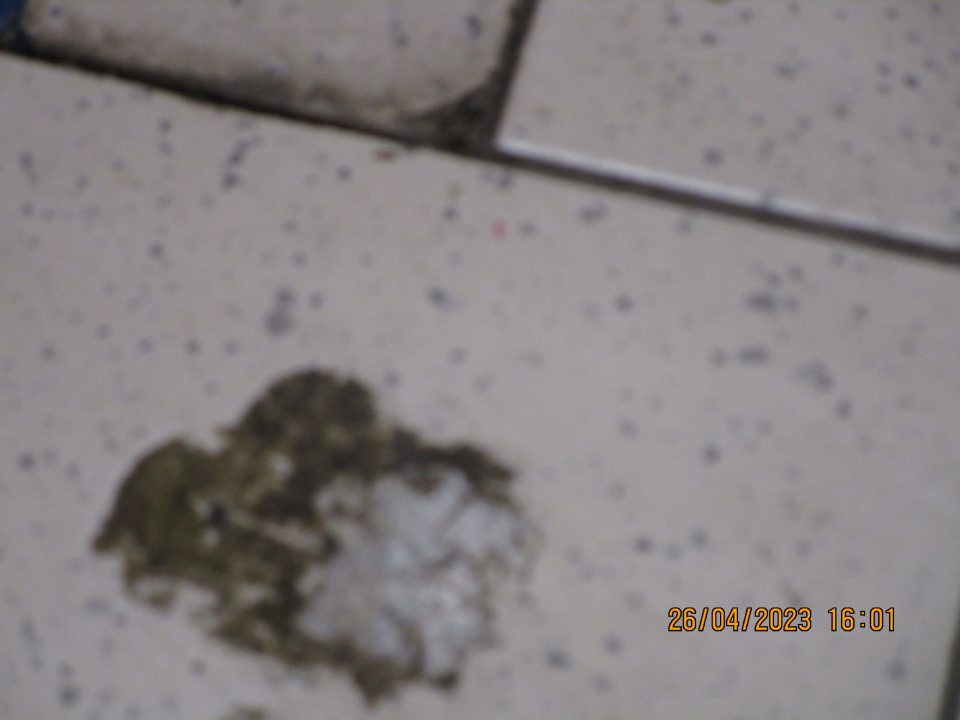 v zázemí odtrhnutá kovvá lišta, znečistená podlaha šupkami z cibule a nánosy špiny - v kafilerickej časti znečistená podlaha špinou a kúskami kartónov