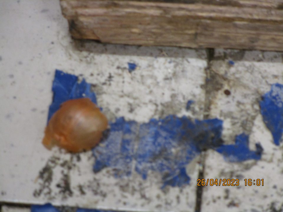 v zázemí odtrhnutá kovvá lišta, znečistená podlaha šupkami z cibule a nánosy špiny - v kafilerickej časti znečistená podlaha špinou a kúskami kartónov