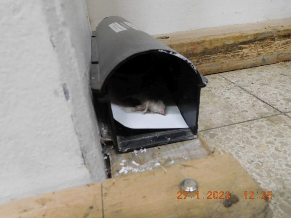 V priestore skladu v 2 monitorovacích staničkách 2 ks uhynutých myší.