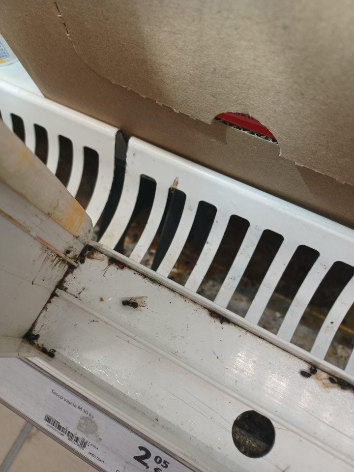 Chladiace vitríny znečistené plesňou a uhynutým hmyzom