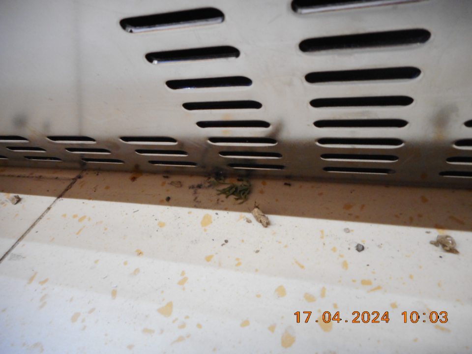 Prítomnosť škodcov na predajnej ploche - mravce.