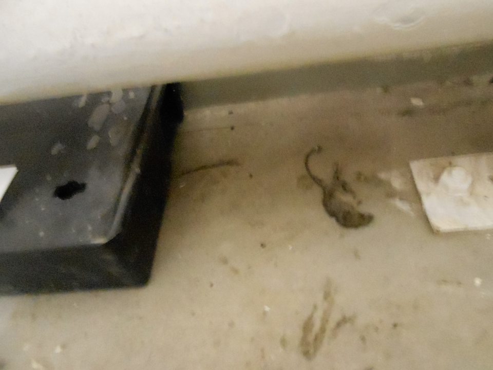 Výskyt uhynutého hlodavca v skladovom priestore.