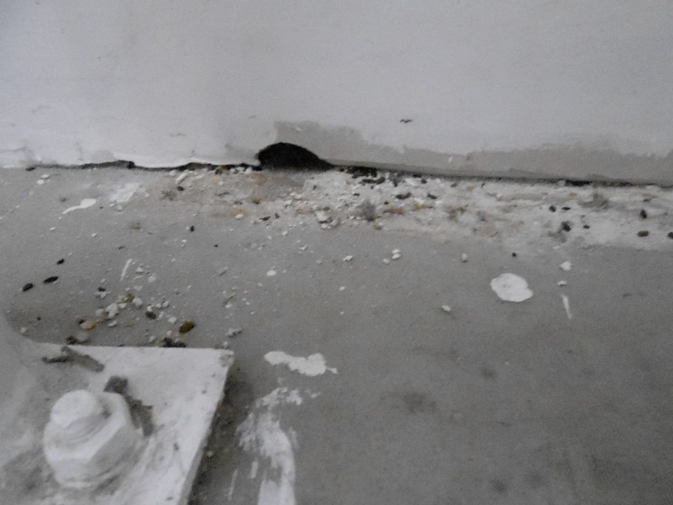 Výskyt trusu hlodavcov v skladovom priestore.