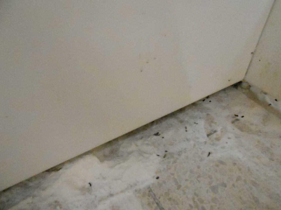 Výskyt trusu hlodavcov na predajnej ploche. 