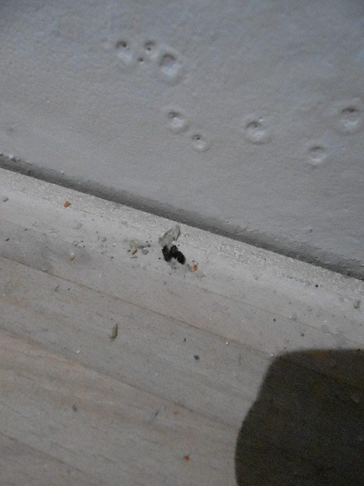 Výskyt trusu v skladovom priestore prevádzky