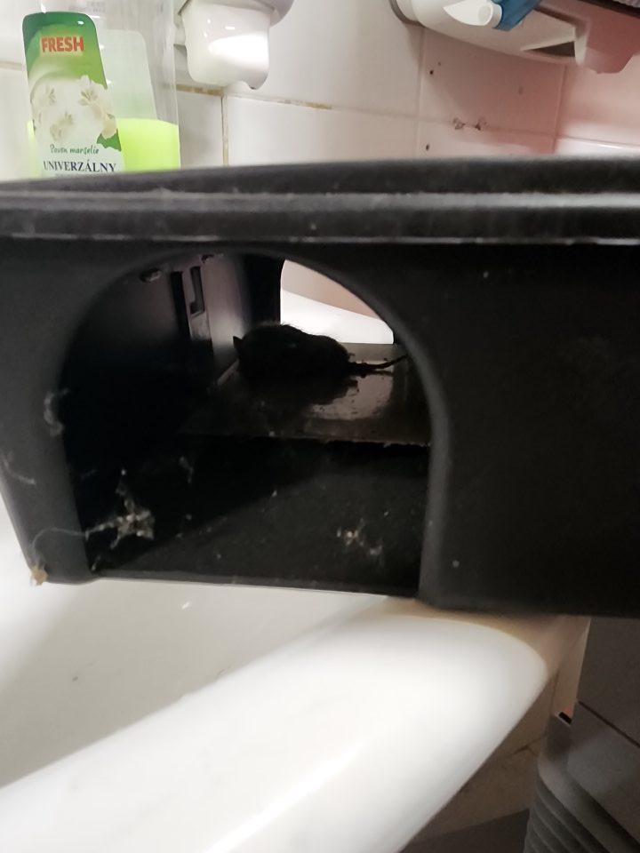 Zaprášené deratizačné staničky, výskyt uhynutého hlodavca v jednej zo staničiek.