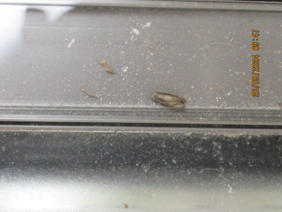 Znečistené povrchy regálov s múkou na predajnej ploche