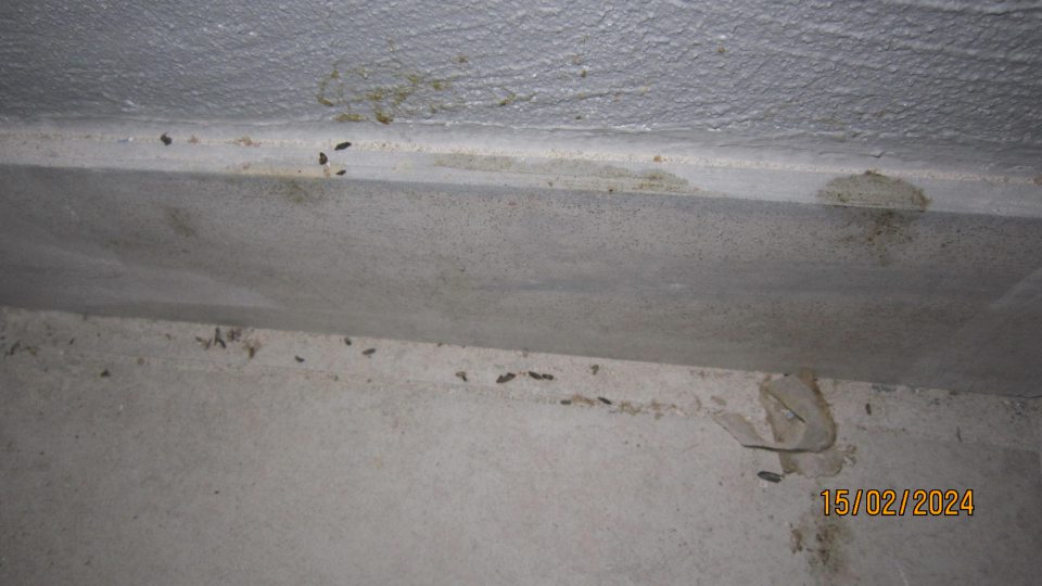 Výskyt hlodavcového trusu.