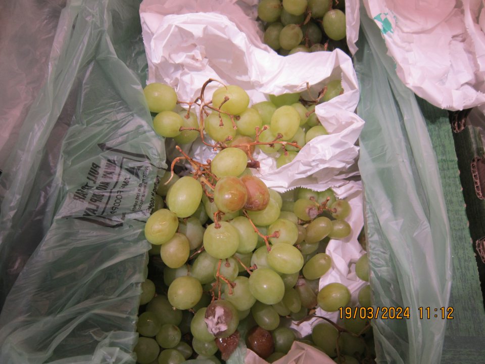 Predaj potraviny nevhodnej  na ľudskú spotrebu: Biele hrozno stolové bezjadierkové, odroda Sugar Crips, krajina  pôvodu Juhoafrická republika, trieda kvality I - výskyt plesne a hniloby na plodoch.