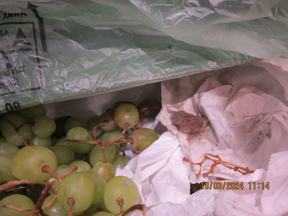 Predaj potraviny nevhodnej  na ľudskú spotrebu: Biele hrozno stolové bezjadierkové, odroda Sugar Crips, krajina  pôvodu Juhoafrická republika, trieda kvality I - výskyt plesne a hniloby na plodoch.