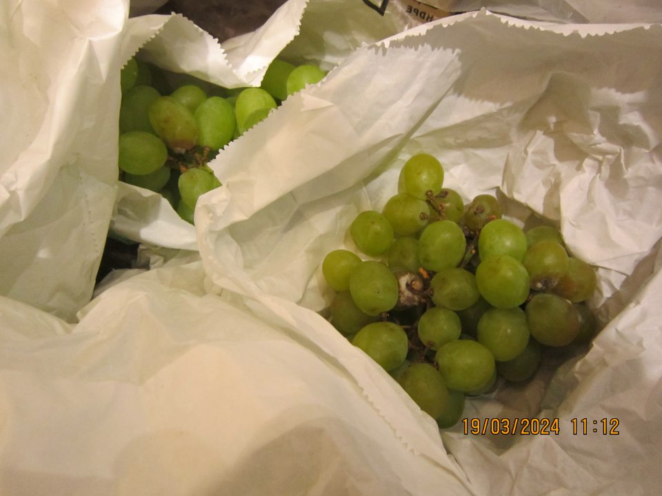 Predaj potraviny nevhodnej  na ľudskú spotrebu: Biele hrozno stolové bezjadierkové, odroda Sugar Crips, krajina  pôvodu Juhoafrická republika, trieda kvality I - výskyt plesne a hniloby na plodoch.