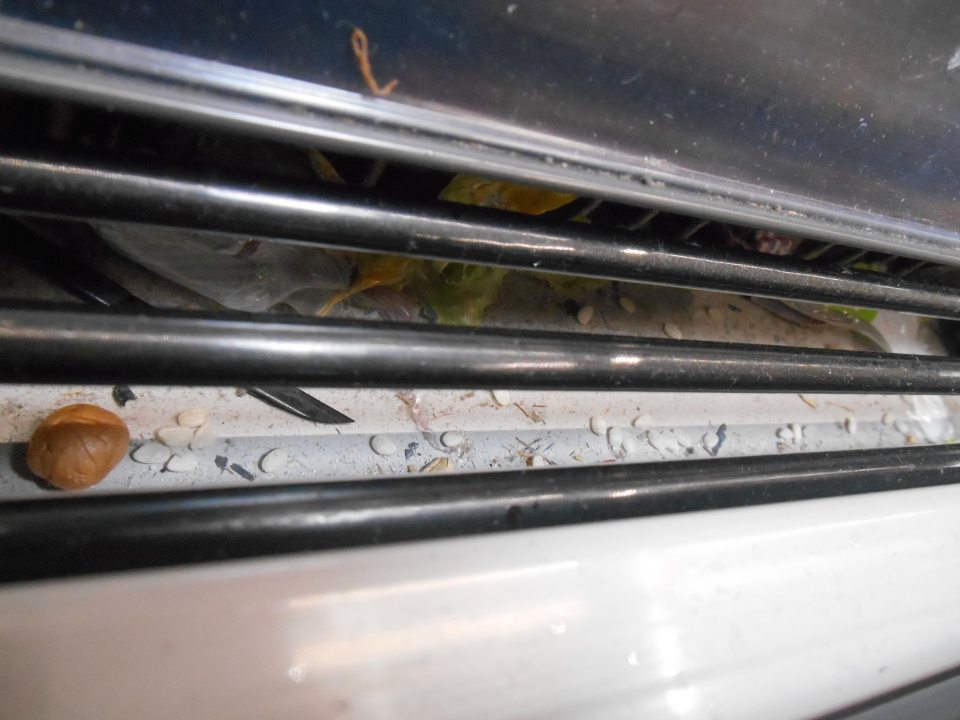 Na predajnej ploche v chladiarenskej vitríne s pivom v priestore pod mriežkami nahromadené kúsky plastu, organické nečistoty a rozsypaný suchý tovar – ryža. 