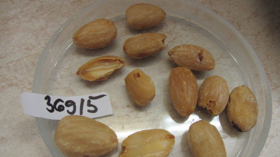 Mandle blanšírované, pražené, solené, hmotnosť 200g, výrobca: ENCINGER s.r.o., Jadranská 13, 841 01 Bratislava, dátum minimálnej trvanlivosti: 26.06.2024, šarža: E12230206B - na základe senzorického hodnotenia nie je v súlade s s požiadavkami Nariadenia (ES) č.178/2002 - v každom balení výskyt jadier poškodených škodcami, v jadrách viditeľné chodníčky, v dvoch baleniach prítomný aj uhynutý škodca.