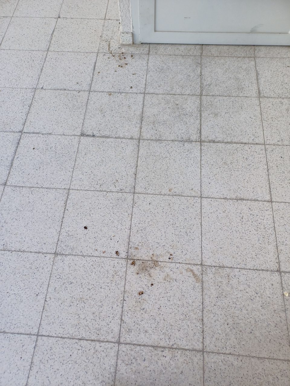 Trus vtákov na podlahe na príjmovej rampe potravín a ostatného tovaru pred vstupom do skladu prevádzky.