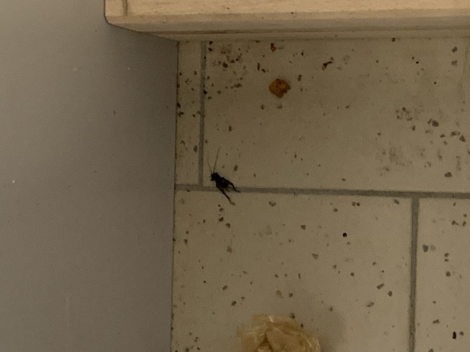 výskyt uhynutého hmyzu (svrčky) 