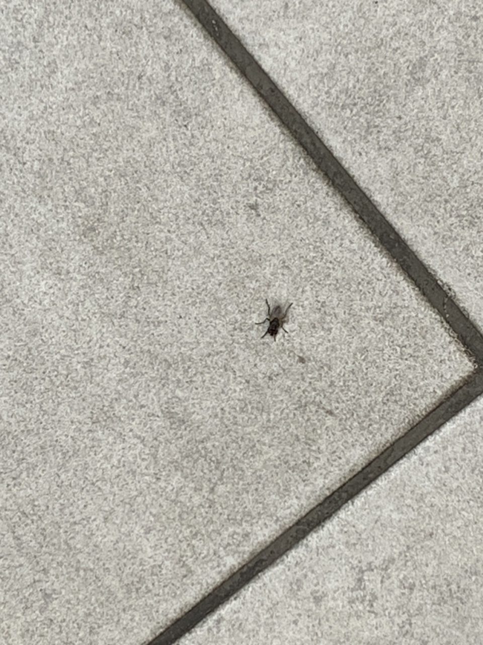 v prevádzkarni je zaznamenaný výskyt živého lietajúceho hmyzu