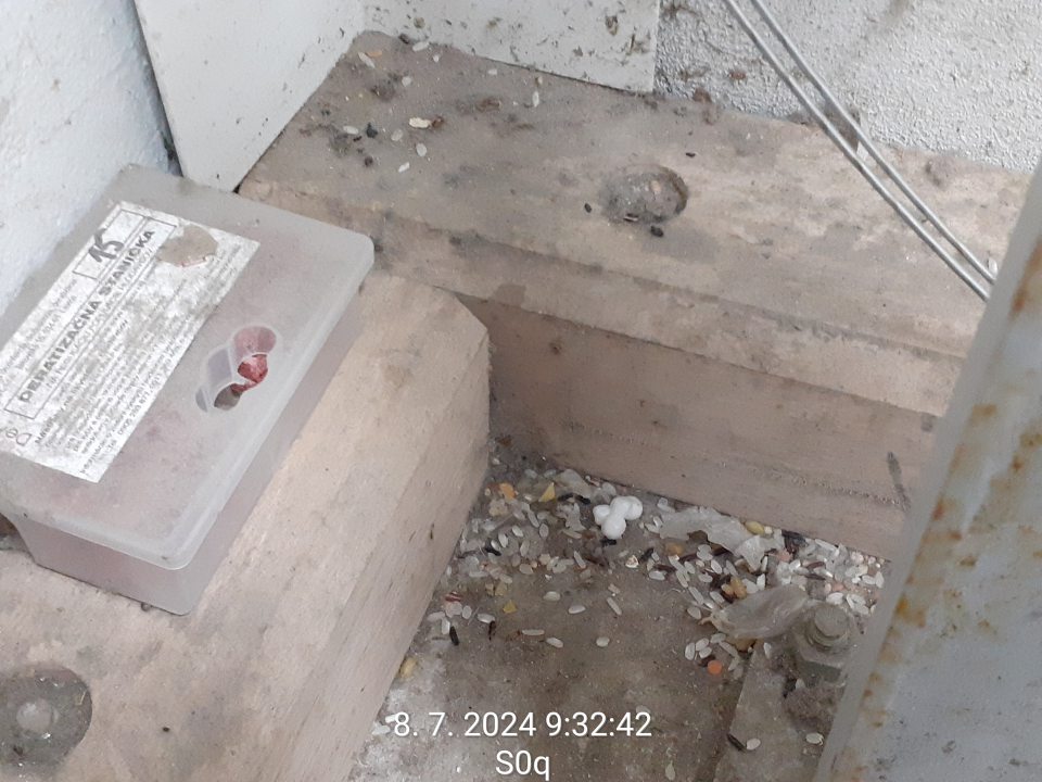 výskyt trusu hlodavcov - v čase, kedy PPP podľa predloženej DDD dokumentácie zintenzívnil zásahy v opakovaných prípadoch výskytu myší