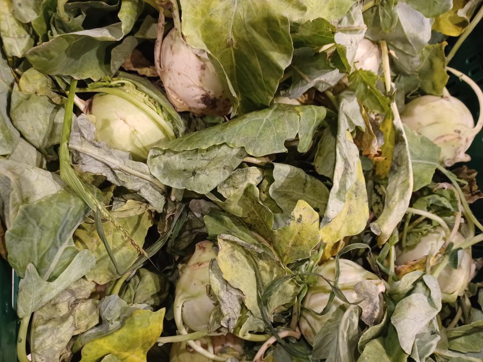 Kaleráb – znečistený zeminou, ovädnutý, v spodnej časti plodov so začínajúcou hnilobou.