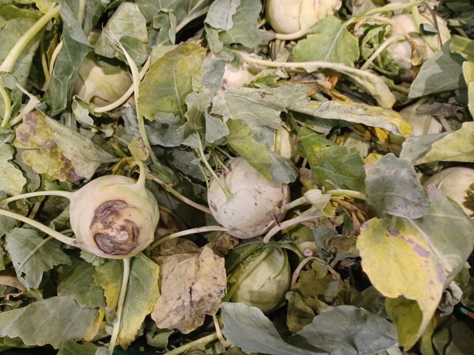 Kaleráb – znečistený zeminou, ovädnutý, v spodnej časti plodov so začínajúcou hnilobou.