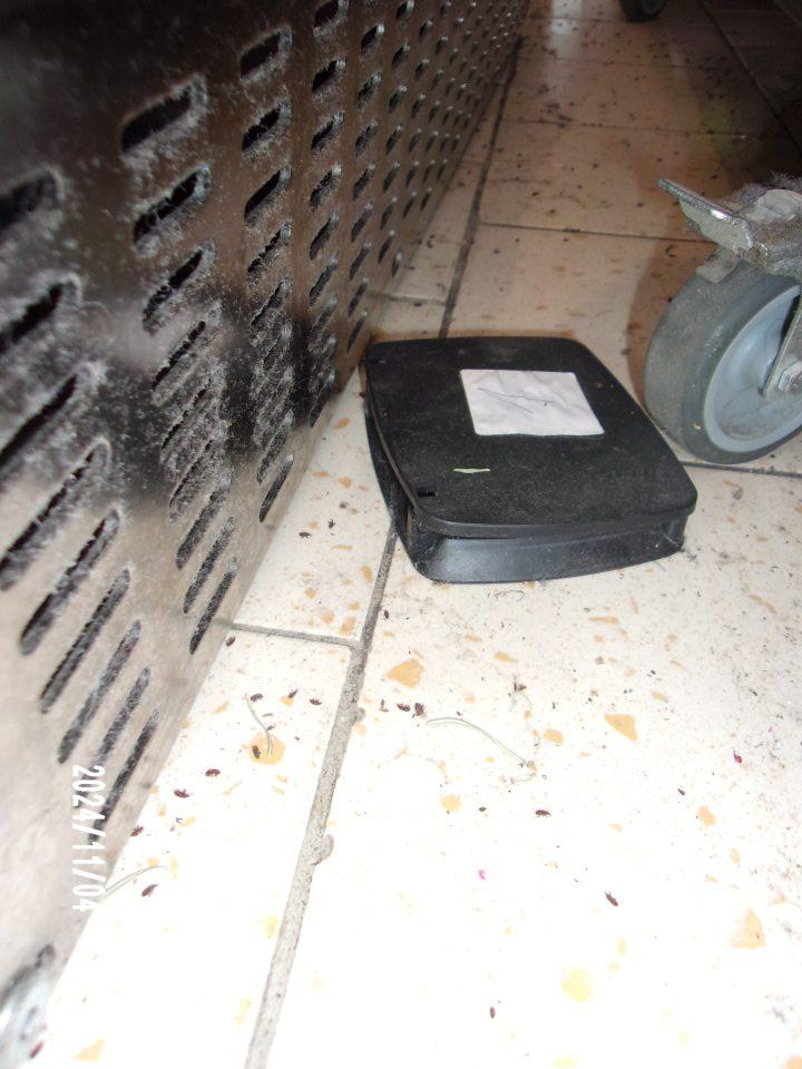 Uhynutý jedince hmyzu 