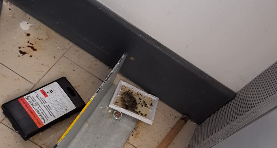 1 ks uhynutého hlodavca v zázemí