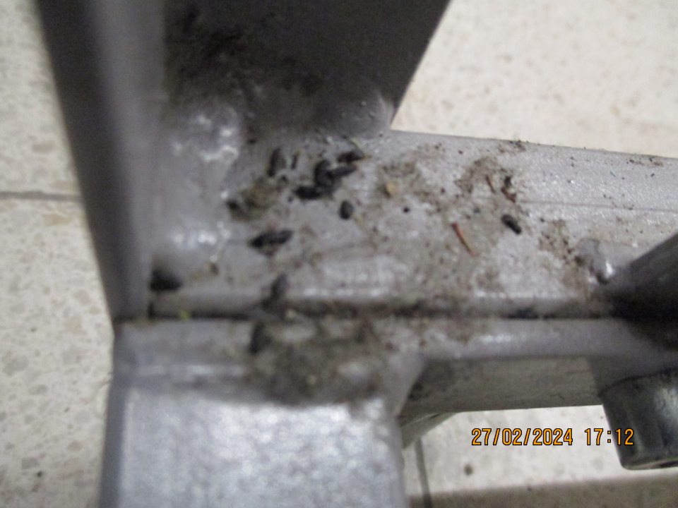 	výskyt trusu hlodavcov na stojane s prepravkami v odd. ovocia a zeleniny