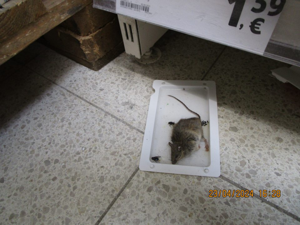 Na predajnej ploche zistený výskyt uhynutej myši na kartóne s lepidlom priamo pod regálom s kryštálovým cukrom a v blízkosti pri regáli s hladkou múkou 