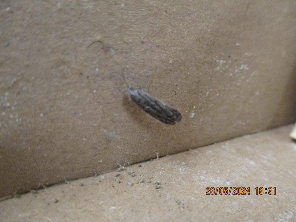 Na predajnej ploche v časti s uloženou spotrebiteľsky balenou múkou, bol zistený výskyt živých molí, juvenilných lariev a tiež zámotkov, ktoré sa nachádzali v rohoch obalu spotrebiteľských balení a tiež vo vnútri v krabiciach s uloženou múkou. Výskyt škodcov bol zistený aj v časti so zemiakovými lupienkami. Výskyt molí na viacerých miestach prevádzky svedčí o nedostatočnom výkone dezinsekcie a nálednej sanitácie.