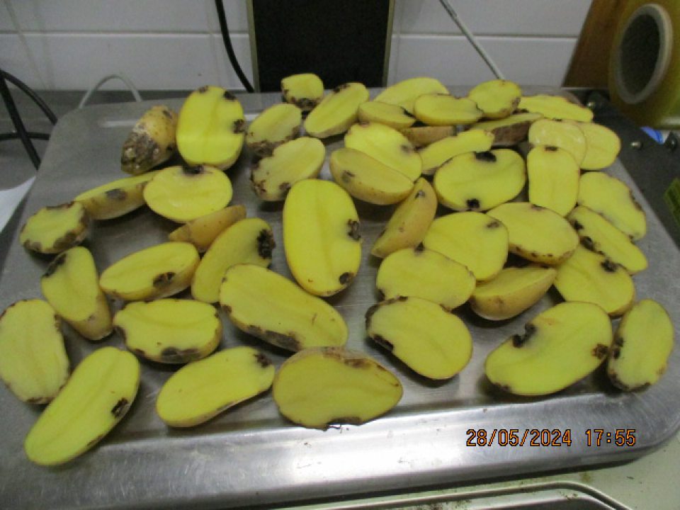 	V čase úradnej kontroly bolo vykonané hodnotenie na mieste plodiny ponúkanej na predaj ,,Zemiaky na pečenie, zemiaky konzumné žlté drobné, odroda: Malvína, tvar hľuze podlhovastý, farba dužiny žltá, 1,5kg balenie. Veľkosť kontrolovanej dávky 25,5 kg (17ks) , veľkosť odobratej vzorky 7,5kg hodnota kontrolovanej dávky 45,73€. Nevyhoveli v znaku vzhľad a vnútorné poškodenie dužiny hľúz - na povrchu výskyt tmavých škvŕn, s výskytom mokrej hniloby, poškodené miesta mäkkej až rozbredlej konzistencie . Poškodenia prechádzali do dužiny hľúz do hĺbky väčšej ako 5mm . Z nevyhovujúcich zemiakov sa šíril hnilobný zápach. Požiadavkám nevyhovovalo 38% hľúz v jednom spotrebiteľskom balení, pričom nevyhovujúcich bolo 100% spotrebiteľských balení.