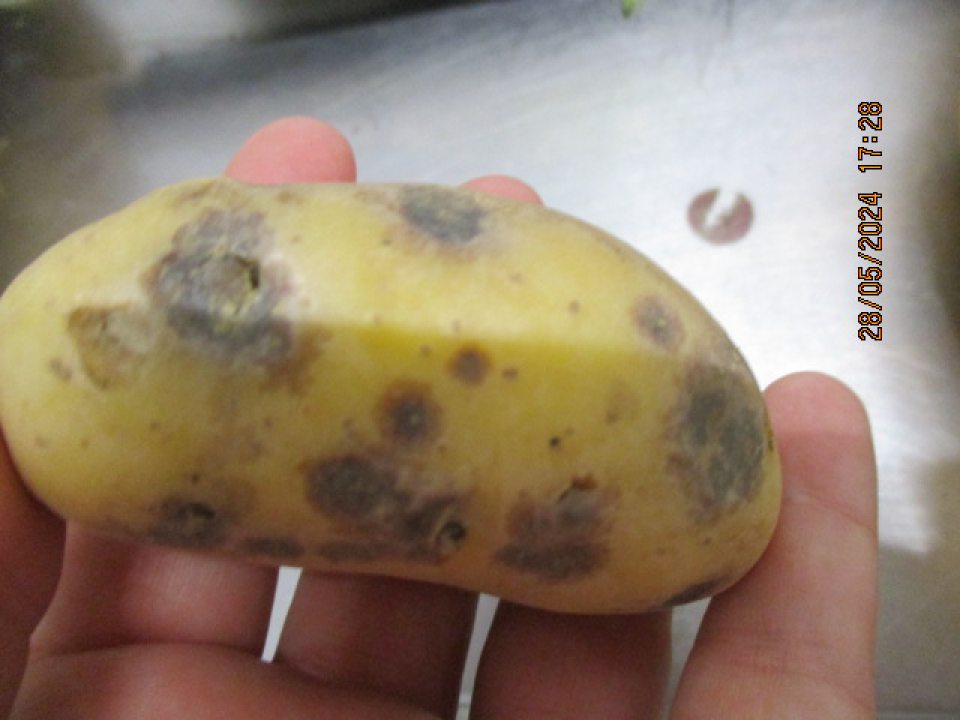  čase úradnej kontroly bolo vykonané hodnotenie na mieste plodiny ponúkanej na predaj ,,Zemiaky na pečenie, zemiaky konzumné žlté drobné, odroda: Malvína, tvar hľuze podlhovastý, farba dužiny žltá, 1,5kg balenie. Veľkosť kontrolovanej dávky 25,5 kg (17ks) , veľkosť odobratej vzorky 7,5kg hodnota kontrolovanej dávky 45,73€. Nevyhoveli v znaku vzhľad a vnútorné poškodenie dužiny hľúz - na povrchu výskyt tmavých škvŕn, s výskytom mokrej hniloby, poškodené miesta mäkkej až rozbredlej konzistencie . Poškodenia prechádzali do dužiny hľúz do hĺbky väčšej ako 5mm . Z nevyhovujúcich zemiakov sa šíril hnilobný zápach. Požiadavkám nevyhovovalo 38% hľúz v jednom spotrebiteľskom balení, pričom nevyhovujúcich bolo 100% spotrebiteľských balení.