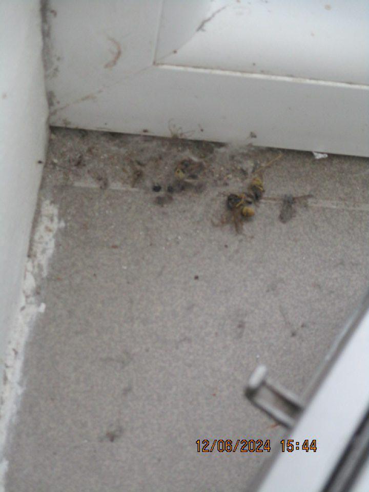 Za chladiacim zariadením na parapetnej doske výskyt uhynutého hmyzu, pavučín a nános prachu.