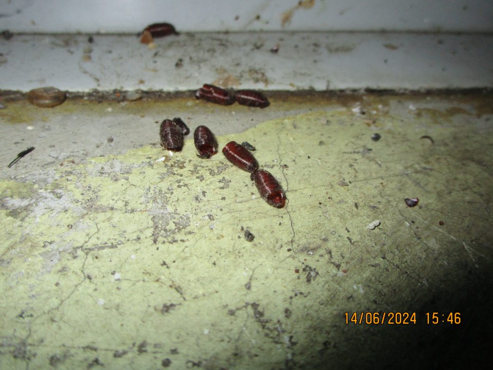 Pri chladiacom boxe s baleným mäsom a balenou hydinou vpravo dole pri spoji podlahy so stenou diera o veľkosti cca 4x3 cm, možnosť vnikaniu škodcov a výskyt uhynutých škodcov.
