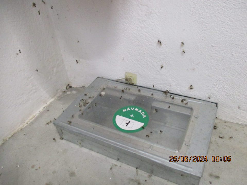 Časť príjmu obalového materiálu výskyt uhynutého hmyzu a pavučín.