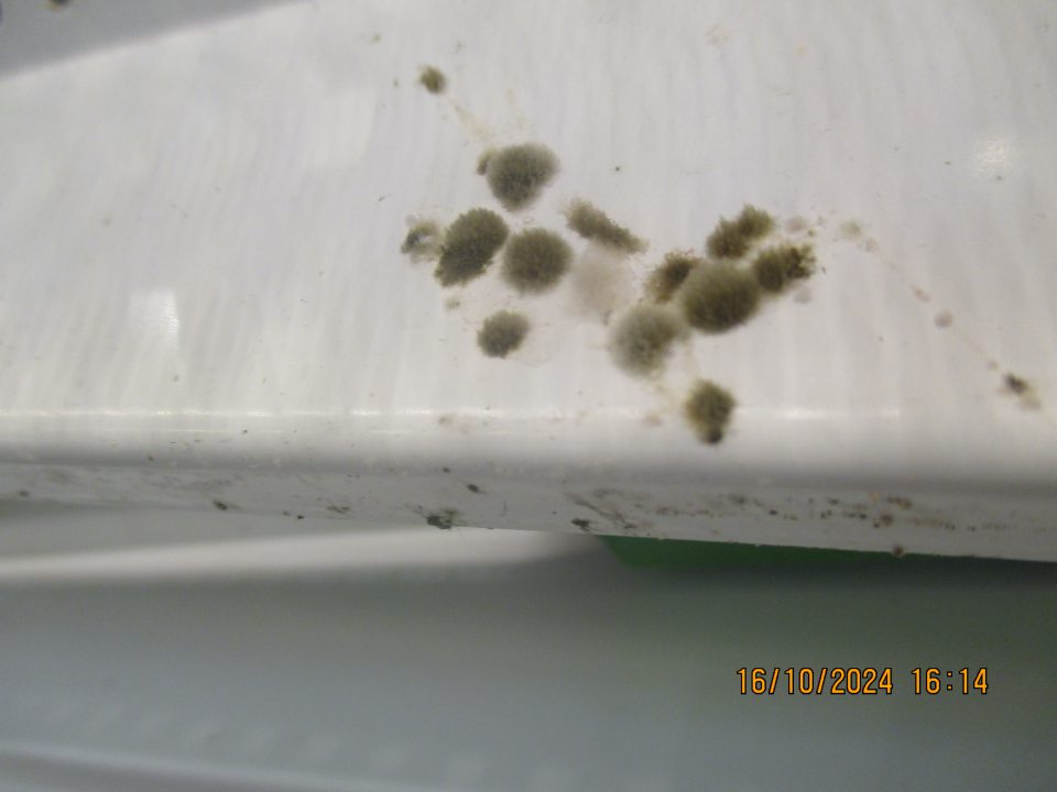 V chladiacej vitríne s uloženými mliečnymi výrobkami bol z vnútornej strany na kovovej mriežke zistený výskyt plesne, zvyškov jogurtov a poškodenie vonkajšieho náteru.