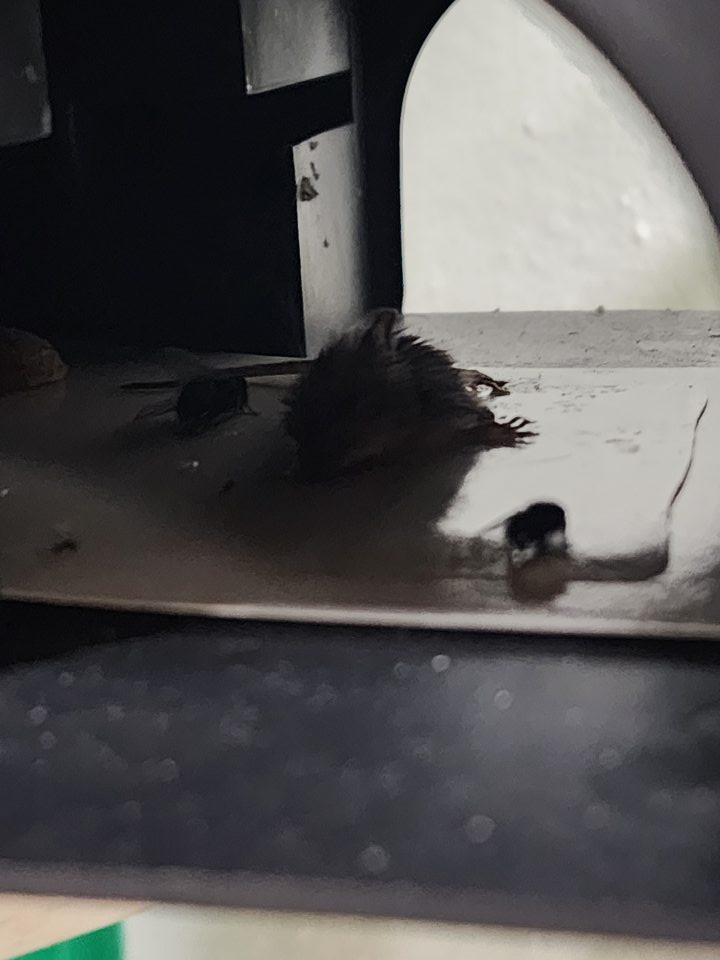 Výskyt uhynutého hlodavca v deratizačnej staničke v priestoroch suchého skladu.