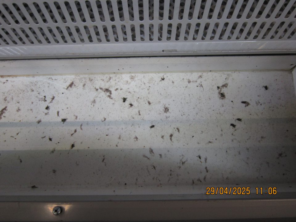 Znečistené dno chladiacej vitríny slúžiacej na uchovávanie miešaných nealkoholických nápojov a piva v plechovkách chumáčmi prachu a uhynutým hmyzom (muchy).