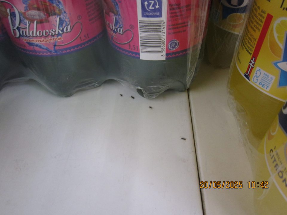 Výskyt mravcov na regáloch na uchovávanie ochutených minerálnych nealkoholických  nápojov na predajnej ploche.