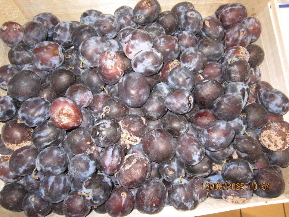 Potravina nevhodná na ľudskú spotrebu – “Slivky voľné, Trieda I“, krajina pôvodu Slovenská republika s výskytom hniloby a plesne na jednotlivých plodoch.