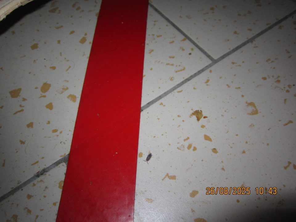 Živý šváb (nymfa) na podlahe v skladovacej časti prevádzky.