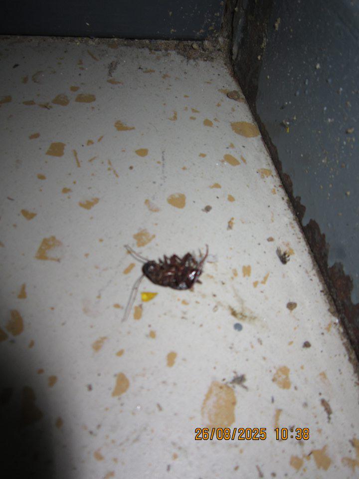 Uhynutý šváb na podlahe v skladovacej časti prevádzky.