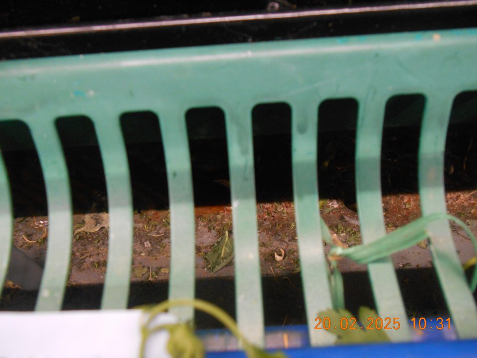 Znečistený priestor pod mriežkami v chladiacej vitríne na uchovávanie čerstvého ovocia a zeleniny zbytkami čerstvých listov a vňate zo zeleniny, väčším množstvom vysušených nečistôt z ovocia a zeleniny, hlinou, prachom.