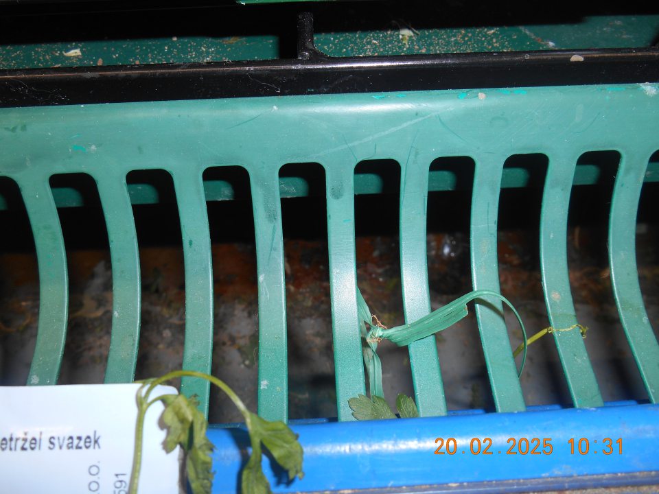 Znečistený priestor pod mriežkami v chladiacej vitríne na uchovávanie čerstvého ovocia a zeleniny zbytkami čerstvých listov a vňate zo zeleniny, väčším množstvom vysušených nečistôt z ovocia a zeleniny, hlinou, prachom.